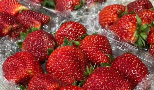 Dâu tây giá rẻ tràn ngập thị trường, tiểu thương bật mí cách nhận diện dâu tây Sơn La và Trung Quốc