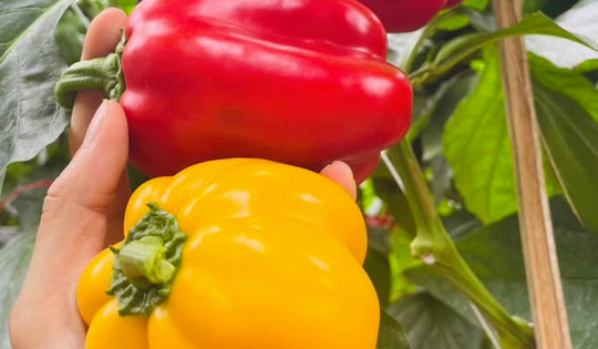 Top 5 loại quả giá rẻ giàu vitamin C nhất