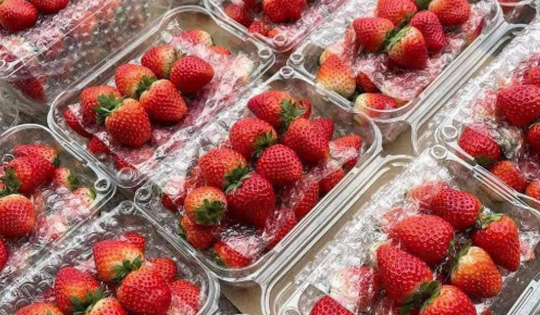 Dâu tây Sơn La ngập chợ, giá rẻ chưa từng có