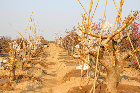 Sau Tết Nguyên đán, đào cổ có giá hàng chục triệu đồng được thu gom trở lại vườn, bắt đầu hành trình hồi sinh