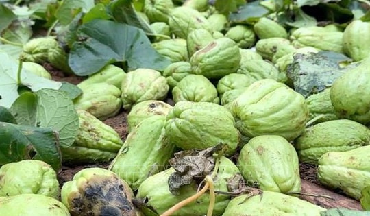 Nghệ An: Hàng trăm tấn su su, cà rốt không tiêu thụ được