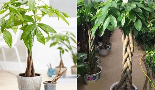 Đây mới là cách chọn và bố trí những cây phong thủy hợp tuổi mão