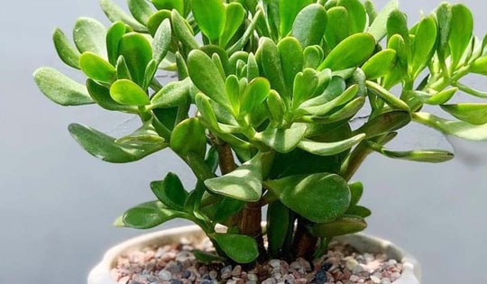 Những loại cây phong thủy hợp tuổi Mùi, giúp thu hút tài lộc, sức khỏe và may mắn