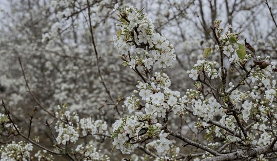 Sắp tới, người dân trên cả nước sẽ được chiêm ngưỡng tuyến đường hoa lê bung nở trắng trời