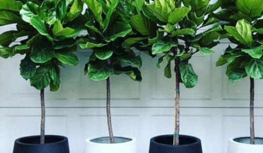 Cây bàng Singapore hợp với tuổi, mệnh gì? Tác dụng của cây bàng Singapore trong đời sống