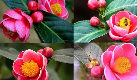 Một số lưu ý khi trồng và chăm sóc hoa hải đường mang lại năng lượng tích cực, giúp xua đuổi tà khí