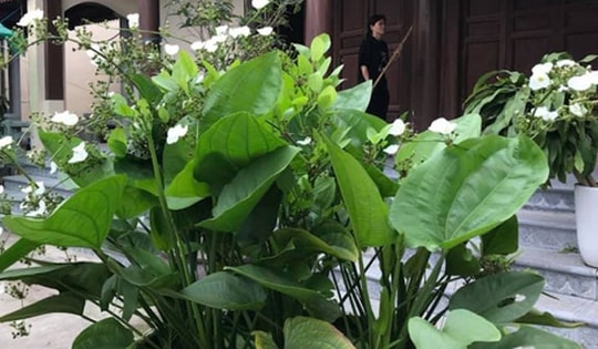 Những người thuộc các mệnh dưới đây rất nên trồng cây bách thủy tiên, cách bố trí chuẩn phong thủy