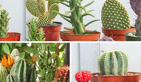 Người có tuổi, mệnh sau đây sẽ tràn đầy năng lượng tích cực khi trồng cây xương rồng phong thủy