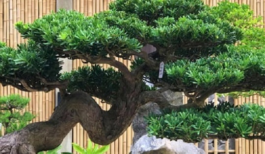 Đây là cây phong thủy những người tuổi Tỵ nên trồng trong nhà để thu hút tài lộc, may mắn