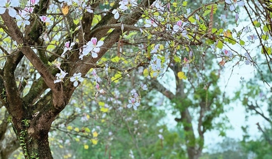 Hoa ban Hà Nội - dấu ấn Tây Bắc giữa đô thị phồn hoa