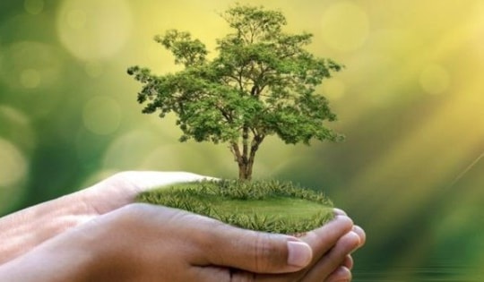 Đây mới là vị trí chuẩn phong thủy cho những người mệnh Mộc để cây cảnh hút tài lộc, rước bình an