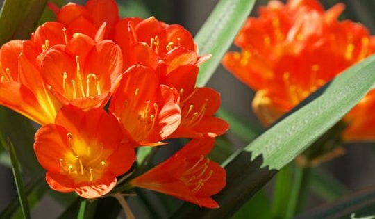 Những cây cảnh này chuẩn phong thủy cho những người tuổi Mùi phát tài, hút lộc, gia đạo yên vui