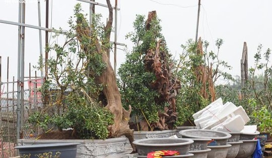 Làng Tứ Liên lại bận rộn với quất héo sau Tết