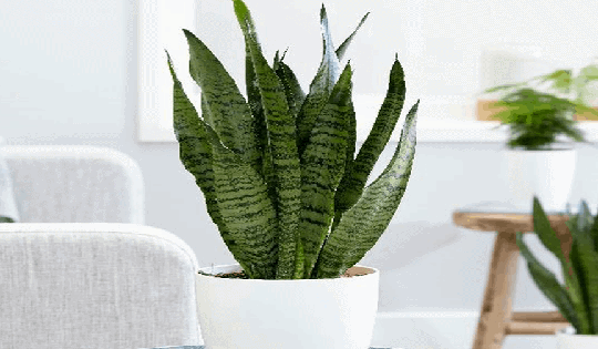 Một số cây cảnh vượng khí, thanh lọc không khí trồng ở đâu cũng không lo chết, nhất là cây tượng trưng sự uy quyền và khí phách người quân tử