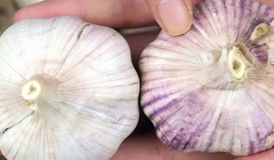 Củ tỏi màu tím và màu trắng có độ ngon và hương vị khác nhau, vỏ tỏi hóa ra tiết lộ được chất lượng củ tỏi
