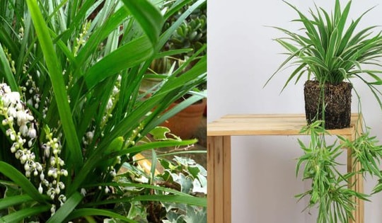 Những người thuộc 3 mệnh này nếu trồng cây lan chi sẽ tăng tài lộc, sự nghiệp thăng tiến