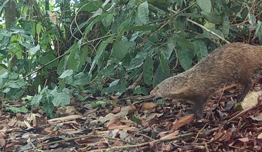 Phát hiện nhiều loài Cầy quý hiếm tại Khu Bảo tồn thiên nhiên Pù Huống