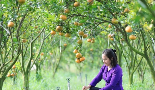 Cô gái có 3 bằng đại học về quê trồng loại cây cho trái siêu đẹp gây ngỡ ngàng
