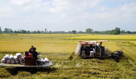 Theo dõi sát diễn biến thị trường gạo thế giới để có kế hoạch sản xuất phù hợp