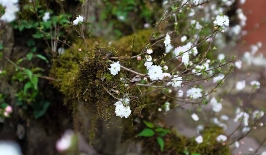 Sự hiện diện của nhất chi mai ở sảnh công ty, điểm nhấn phong thủy mang lại may mắn và thịnh vượng