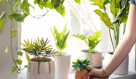 Những sai lầm cần tránh khi trang trí cửa sổ bằng cây xanh