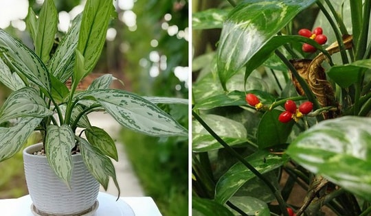 Cây cảnh phong thủy để bàn có tên Ngân hậu, người mang mệnh sau mua về trồng sẽ tốt 'mọi bề'