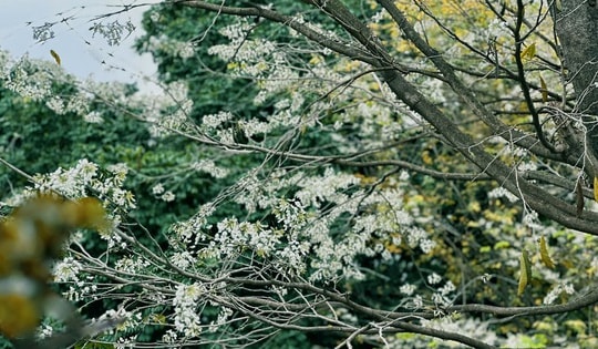 'Tháng Ba trắng' - hoa sưa phủ kín góc phố Hà Nội