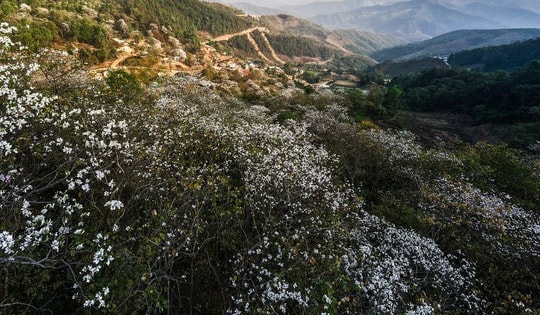 Đặc sắc Lễ hội hoa ban năm 2025: 'Chiêm ngưỡng biển trắng giữa núi rừng Tây Bắc'