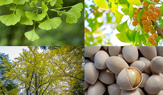 Cải thiện chất lượng giấc ngủ nhờ sản phẩm vàng vì sức khỏe cộng đồng