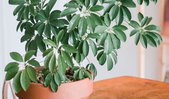 Những loại cây phong thủy phù hợp các mệnh của tuổi Sửu