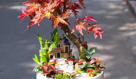 Tuổi Hợi hợp cây gì? Những loại cây phong thủy phù hợp với người tuổi Hợi