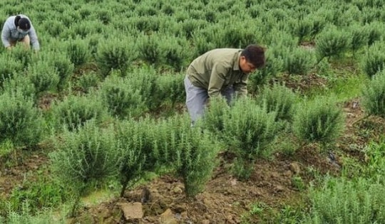 8x Thái Bình về quê khởi nghiệp với loại cây 'lạ', thu về hàng trăm triệu đồng