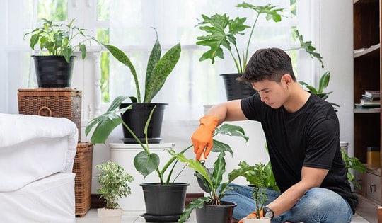 Những điều cần biết khi bón phân cho cây cảnh