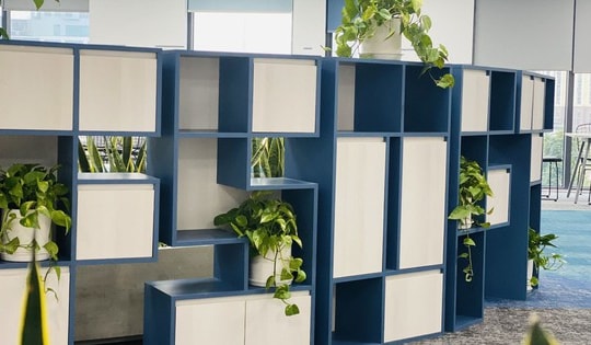 Loại cây xanh mang ý nghĩa hạnh phúc - bình an, dễ trồng dễ chăm sóc