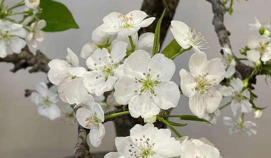 Hoa lê rừng Tây Bắc ngập thị trường, giá tiền triệu vẫn hút người mua