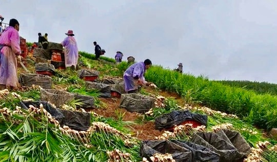 Người dân miền núi Nghệ An khốn khổ vì 'cây thoát nghèo', bán chẳng ai mua