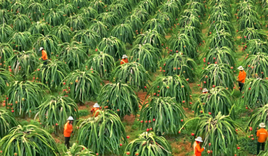 Vị thế trái ngược của 2 loại trái cây ‘bạc tỷ’ Việt Nam