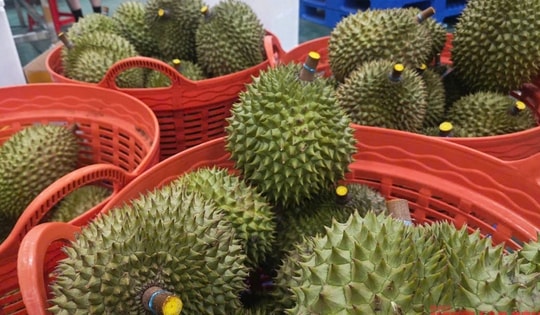 Sầu riêng tăng giá tiếp, thời hoàng kim sắp trở lại?