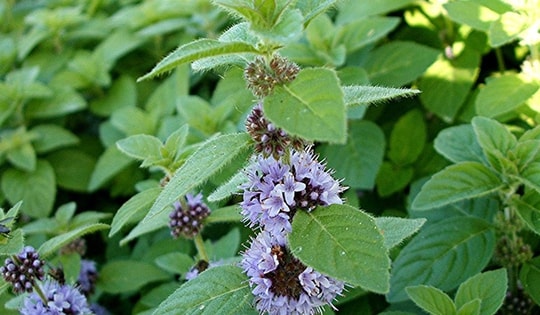 Các loại cây trồng trong nhà có tác dụng đuổi muỗi, nhất là khi trời nồm ẩm