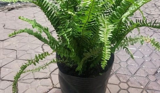 Những loại cây xanh giúp loại bỏ chất độc hại có trong đồ nội thất nhà bạn