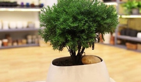 Cây phong thủy chiêu lộc hợp tuổi Thân