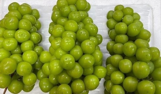 Nho sữa Trung Quốc: Hàng thượng hạng giá rẻ hơn mớ rau muống ở chợ Việt