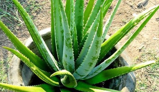 Cây cảnh ví như máy lọc không khí ở đâu cũng có, rẻ, dễ sống: Cách trồng và cách dùng cây kiểm tra nhà mình có đang bị ô nhiễm không khí