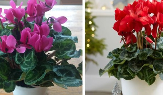 Cây phong thủy hợp tuổi Tỵ hút tài lộc, xua đuổi vận xui