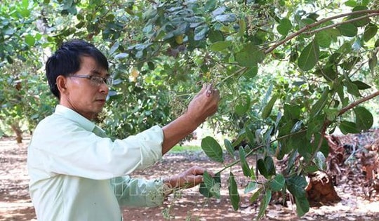 Giá điều tăng nhưng năng suất giảm