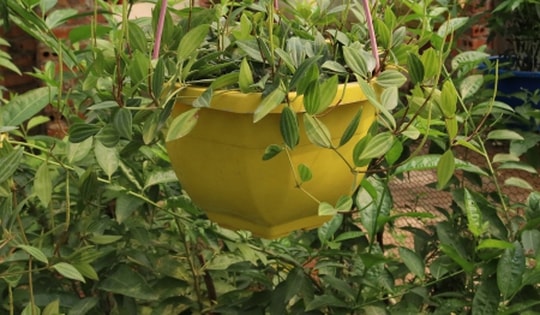 Cây cảnh có tên Bình an hợp với nhiều mệnh nhưng tốt nhất là mệnh sau để tiêu trừ năng lượng xấu, vượt qua khó khăn, có được hạnh phúc