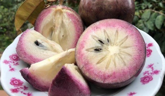 Bí kíp chọn vú sữa ngon ngọt, căng bóng