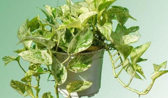 Hé lộ các loại cây trầu bà độc đáo không phải ai cũng biết