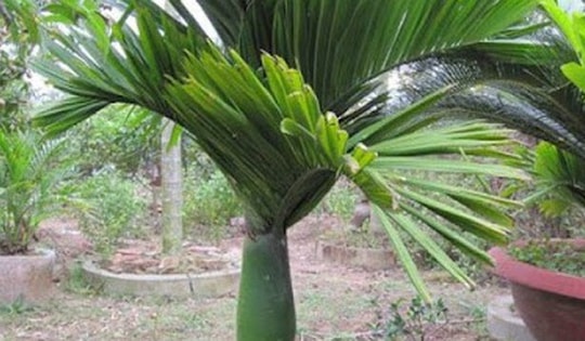 Công dụng của cây cau cảnh lùn - biểu tượng của sự may mắn và thịnh vượng trong phong thủy