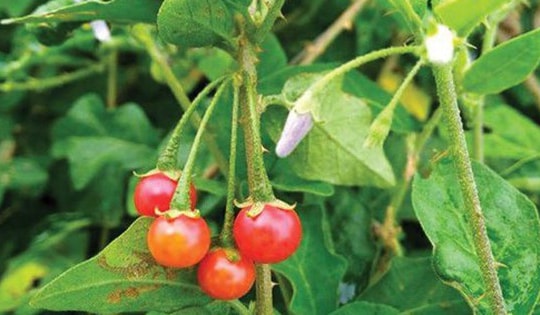 Cây cỏ dại mọc khắp nơi nhưng ít người biết là thuốc khỏe gan, ức chế sự phát triển ung thư